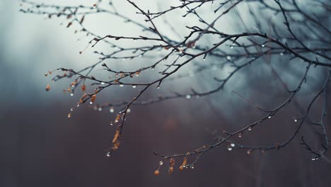 Thin-black-branches-of-the-birch-tree-are-beaded-by-raindrops-on-blurry-background