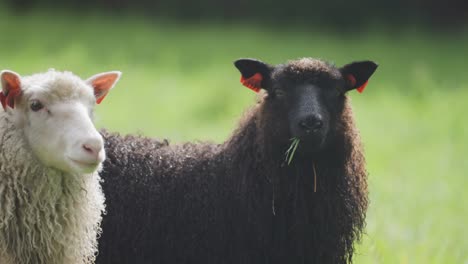 A-close-up-shot-of-two-cute-and-curious-sheep,-black-and-white,-graze-on-the-lush-green-meadow