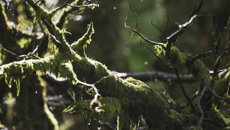 A-close-up-shot-of-the-moss-covered-dead-tree-branches-after-the-rain