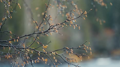 Close-up-shot-of-the-dark-delicate-birch-tree-branches