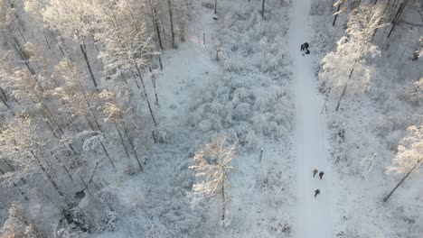 Aerial-view-over-beautiful-snowy-landscape-in-the-woods-with-people-walking-on-the-trails-in-Karlskrona,-Sweden
