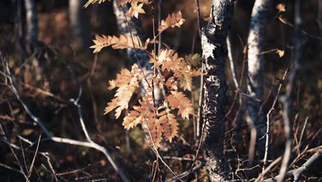 A-close-up-shot-of-the-dark-gnarled-branches-with-bright-autumn-leaves