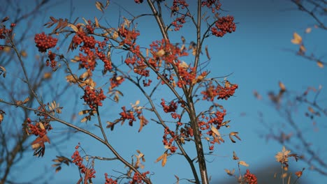A-close-up-of-the-rowan-tree-with-bright-leaves-and-berries-1
