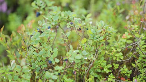 A-close-up-shot-of-the-blueberry-shrubs-with-ripe-blue-berries
