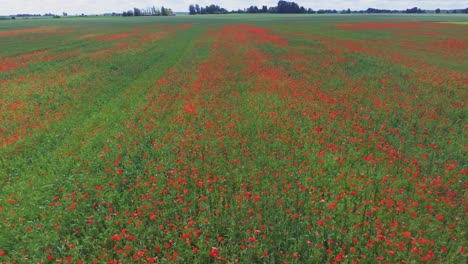 Flowering-Poppies-in-Poppy-Field