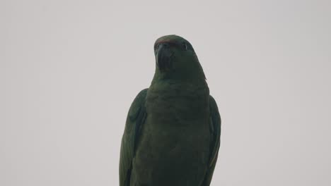 Festive-Amazon-Parrot-With-Green-Plumage-Against-Dramatic-Sky-In-Ecuador