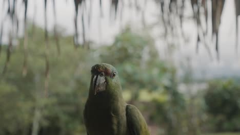 Close-Up-Of-A-Festive-Amazon-Parrot-Walking