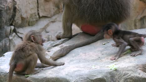 Hamadryas-Pavianbaby-Spielt-Mit-Einem-Anderen-Pavian,-Der-Von-Seiner-Mutter-Im-Zoo-Gezogen-Wird