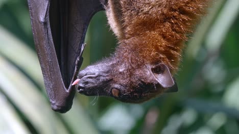 Close-Up-Of-Large-Flying-Fox-Licking-Its-Thumb-And-Wing-While-Hanging-Upside-Down
