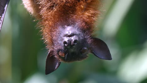 Large-Flying-Fox-Hanging-Upside-Down-While-Eating-Fruits-Then-Spit-It-Out