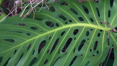Giant-Monstera-Deliciosa-Leaf-With-Natural-Holes-In-Hawaii-Rainforest