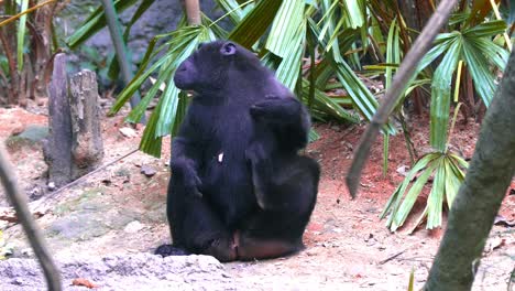 Female-Celebes-Crested-Macaque-Scratching-Its-Body-While-Sitting-On-The-Ground-With-Juvenile-Passed-In-Front-Of-It