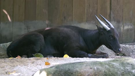 Full-Body-Side-View-Of-An-Endangered-Lowland-Anoa-Lying-On-The-Ground