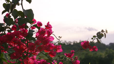 Nahaufnahme-4k-Wilde-Rote-Bougainvillea-Blüten-Mit-Hintergrundbeleuchtung-Von-Sonnenlicht