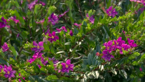 Flor-De-Rosas-Moradas-Silvestres-Que-Florece-En-El-Arbusto-Hawaiano-Tropical,-Estático