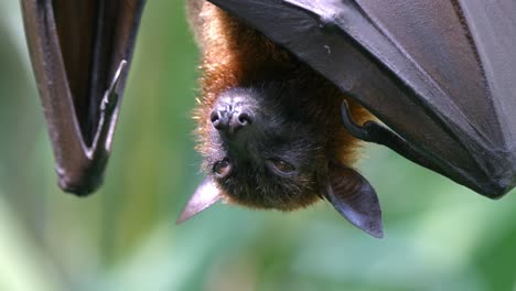 Sleepy-Flying-Fox-Fruit-Bat-At-Daylight-Hanging-Upside-Down-On-Tree