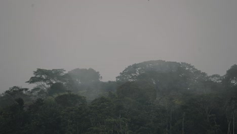 Foggy-Trees-In-The-Amazon-Rainforest-In-The-Early-Morning-In-Ecuador