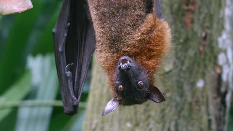 Flying-Fox-Eating-While-Hanging-Upside-Down