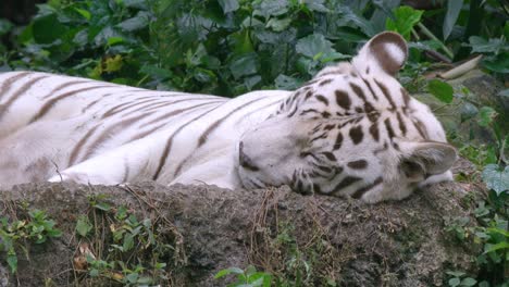 White-Tiger-Sleeping-On-The-Ground-In-The-Zoo