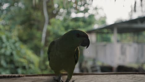 Vorderansicht-Eines-Festlichen-Amazonas-Papageienvogels,-Der-Auf-Der-Fensterbank-Läuft