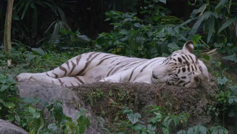 Weißer-Tiger---Ganzkörper-Eines-Gebleichten-Tigers,-Der-Auf-Dem-Waldboden-Schläft