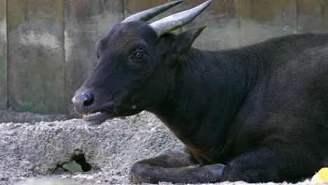 Lowland-Anoa-Buffalo-Chewing-While-On-The-Ground-In-The-Zoo