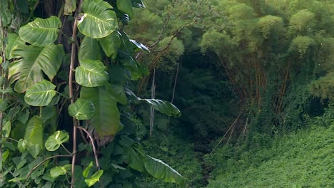 Tree-Trunk-With-Exotic-Vines-In-Luxurious-Green-Rainforest-Slopes