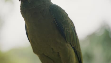 Close-Up-Of-Festive-Amazon-Parrot-With-Green-Plumage-In-Ecuador