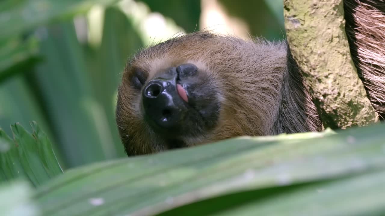 Sloth Sticking Out Tongue