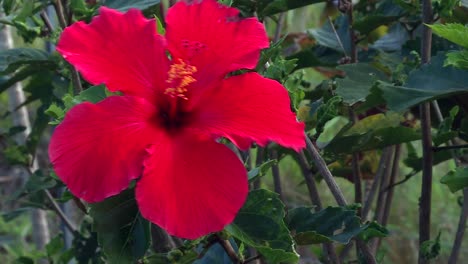 Emblemática-Flor-De-Hibisco-Rojo-Que-Florece-En-La-Reserva-Botánica-Hawaiana