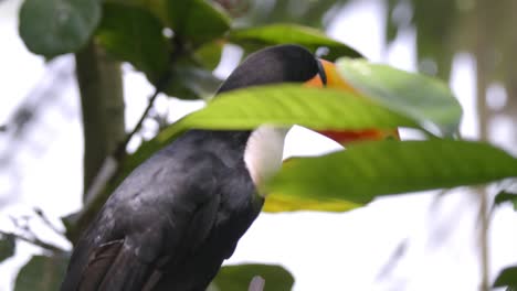 Toco-Toucan-Sitting-On-The-Tree-Branch-Behind-The-Leaves