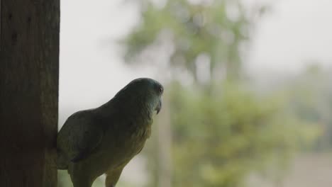 Festive-Parrot-Perching-On-Window-Sill-Of-A-Wooden-Hut-In-Ecuador