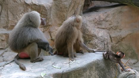 Adult-Hamadryas-Baboon-Holding-The-Tail-Of-Baby-From-Running-Away-In-Captivity
