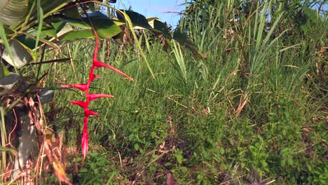 Leuchtend-Rote-Heliconia-Hummerkrallenpflanze,-Die-In-Tropischer-Landschaft-Hängt