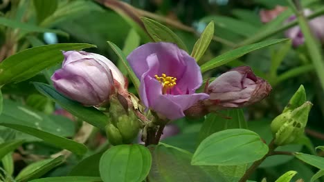 Verwelkte-Tropische-Violette-Hibiskusblüte,-Die-Auf-Grünem-Laub-Verwelkt