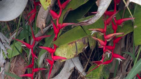 Bright-Red-Heliconia-Lobster-Claws-Plant-In-Hawaii-Tropical-Rainforest