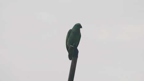 Festive-Parrot-Perched-On-Top-Of-A-Wood-Against-Gray-Sky-Then-Fly-Away