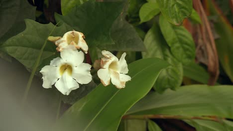Verwelkte-Tropische-Weiße-Wildrosen-Blühen-Im-Botanischen-Garten