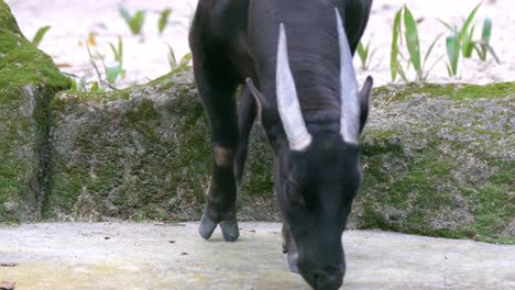 Endangered-Lowland-Anoa-Sniffing-Food-On-The-Ground