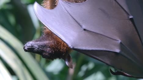 Close-up-Of-Large-Flying-Fox-Expanding-And-Flapping-Its-Wings