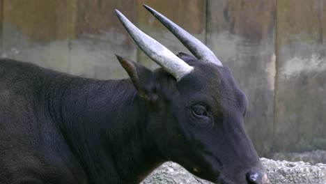 Endangered-Lowland-Anoa-Buffalo-Chewing-Its-Food-In-The-Zoo