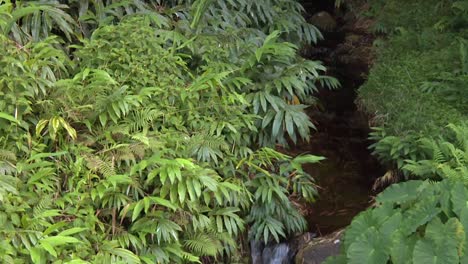 Stream-Cascading-Out-Of-Dark-Tropical-Rainforest-Luxurious-Bush,-Tilt