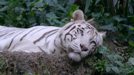 Schläfriger-Weißer-Tiger,-Der-Im-Wald-Auf-Dem-Boden-Ruht-Und-Liegt