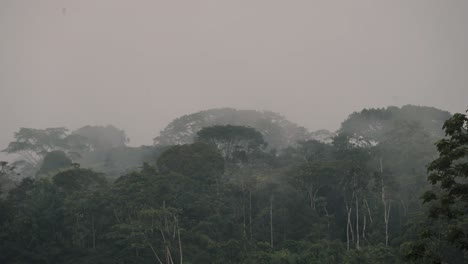 Selva-Amazónica-En-Un-Día-De-Niebla-En-Ecuador