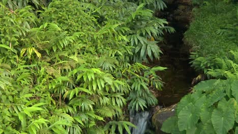 Water-Stream-Flowing-In-Mysterious-Rainforest-Jungle-Dense-Vegetation