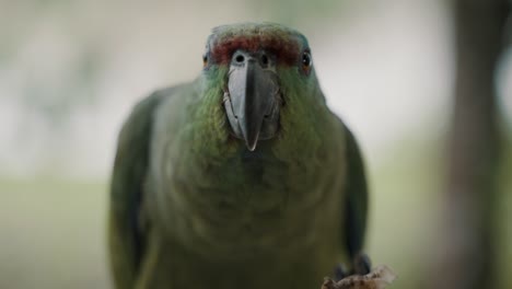 Green-Festive-Parrot-Chewing
