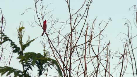 Pájaro-Cardenal-De-Cresta-Roja-Tropical-Posado-En-Una-Rama-Oscilante,-Hawaii