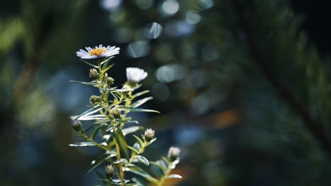 A-close-up-shot-of-the-chamomile-flower-on-the-blurry-background