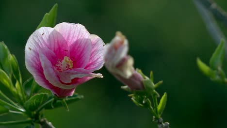 Hintergrundbeleuchtete-Exotische-Rosafarbene-Wildrose,-Die-Im-Tropischen-Frühling-Von-Hawaii-Blüht