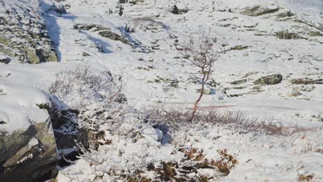 Un-árbol-Delgado-Y-Solitario-En-El-Paisaje-Norteño-Cubierto-De-Nieve
